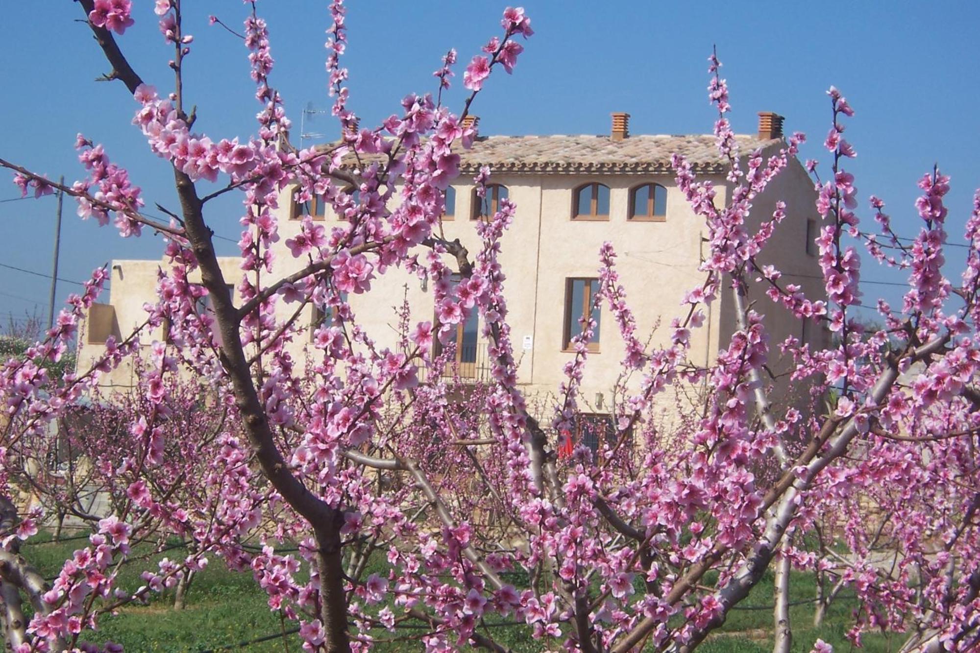 Mas Taniet Hotel Rural Benissanet Екстериор снимка